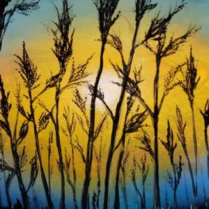 Harvest Sun