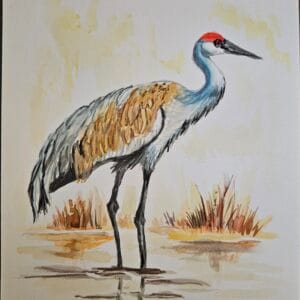 Sandhill Crane