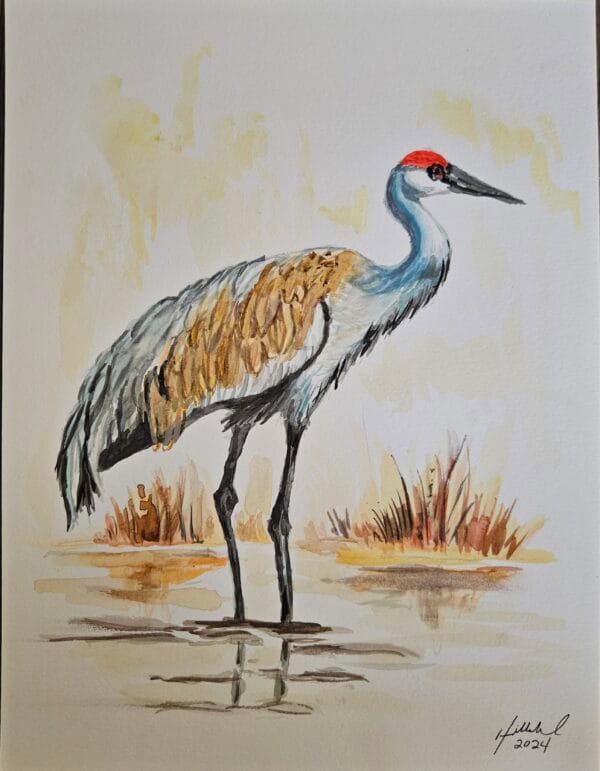 Sandhill Crane