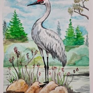 Sandhill Crane 2