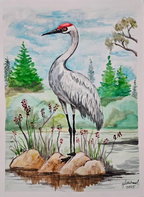 Sandhill Crane 2
