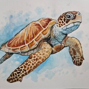 Sea Turtle