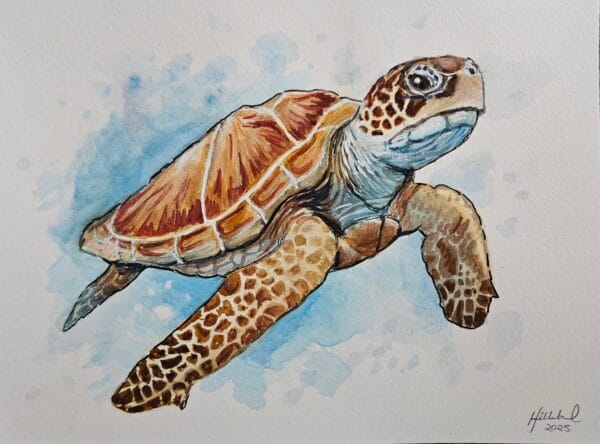 Sea Turtle