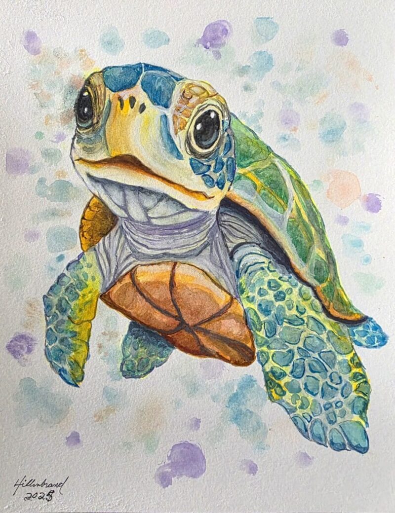 Baby Sea Turtle 1