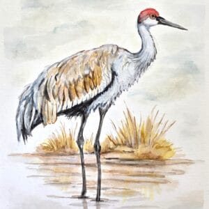 Sandhill Crane