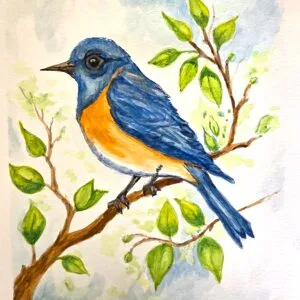 Eastern Bluebird
