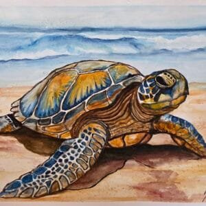 Sea Turtle